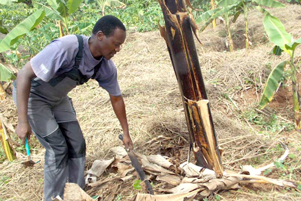 Father Ssekabanja prunes his bananas. Photo by Michael J Ssali