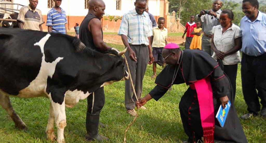 Bishop John Baptist Kaggwa of Masaka Diocese hands over a cow to Mr Issa Ssemanda, (middle), one of the farmers. Bishop Kaggwa believes that a cow can lead to total transformation of farming households. PHOTO BY MICHAEL J. SSALI