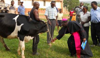 Bishop John Baptist Kaggwa of Masaka Diocese hands over a cow to Mr Issa Ssemanda, (middle), one of the farmers. Bishop Kaggwa believes that a cow can lead to total transformation of farming households. PHOTO BY MICHAEL J. SSALI